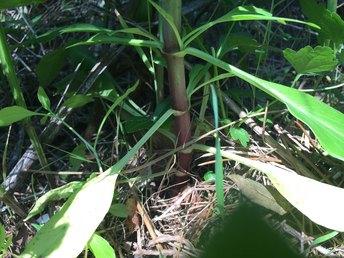 Annexe IMG_2144 - copie.jpg