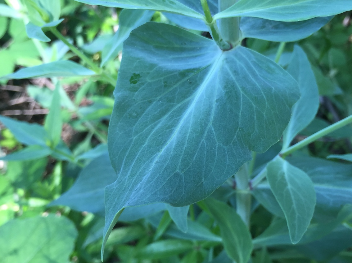 Annexe IMG_2148*.jpg