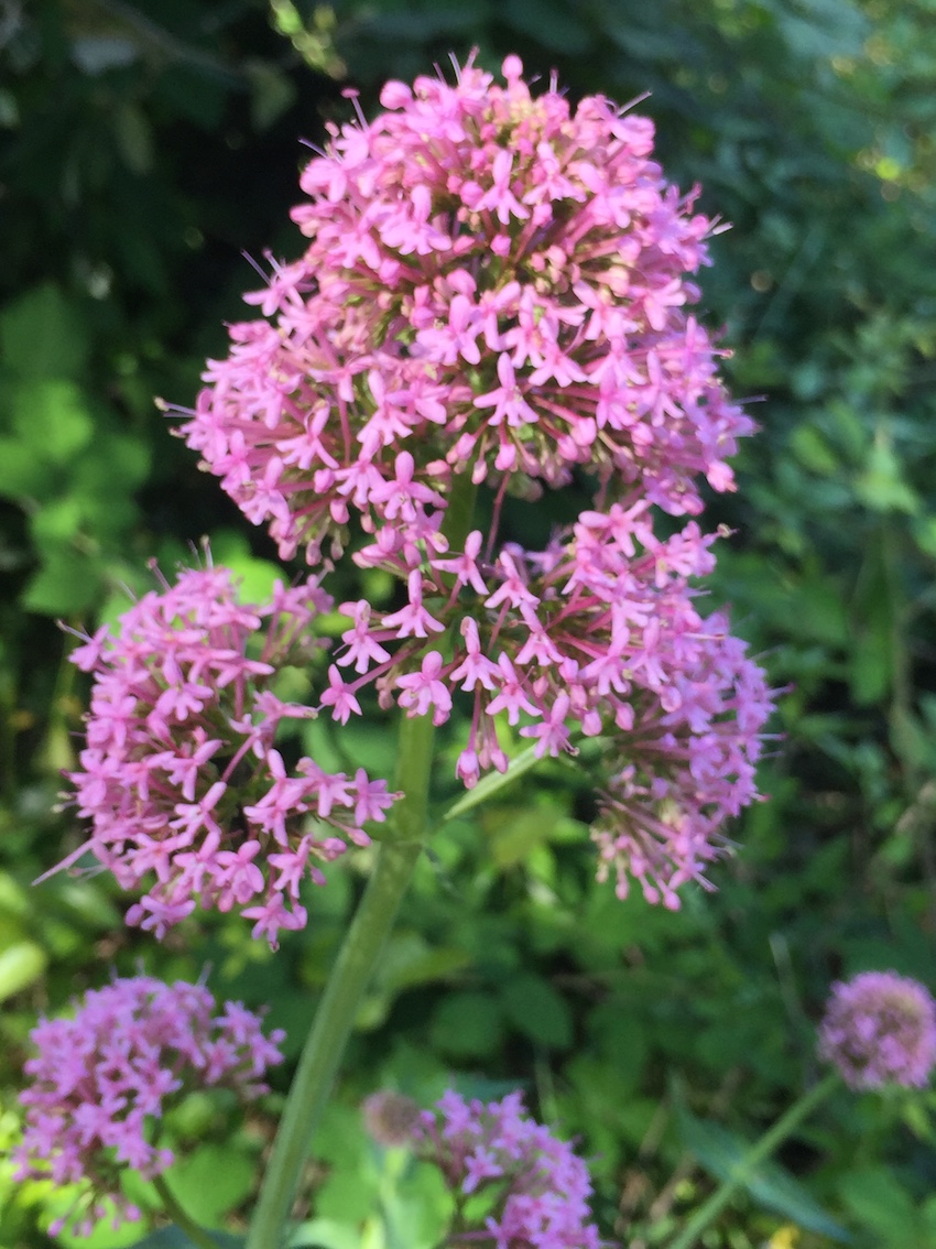 Annexe IMG_2149 - copie.jpg