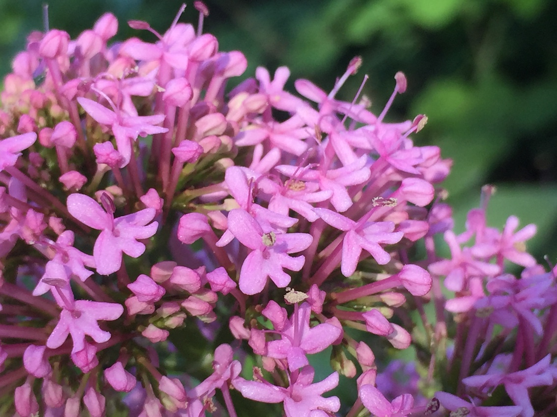 Annexe IMG_2152 - copie.jpg