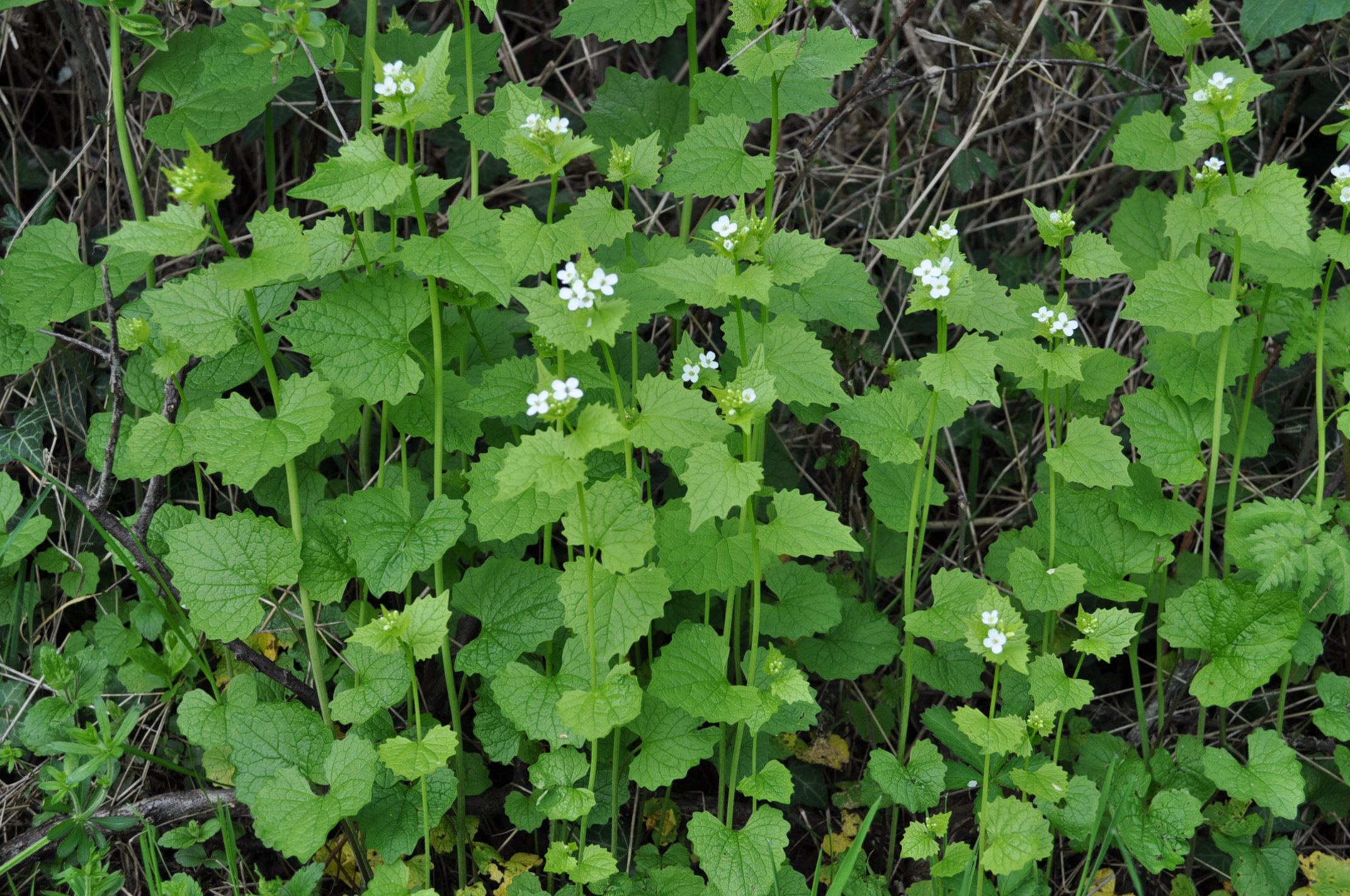 Annexe Alliaire 1.jpeg