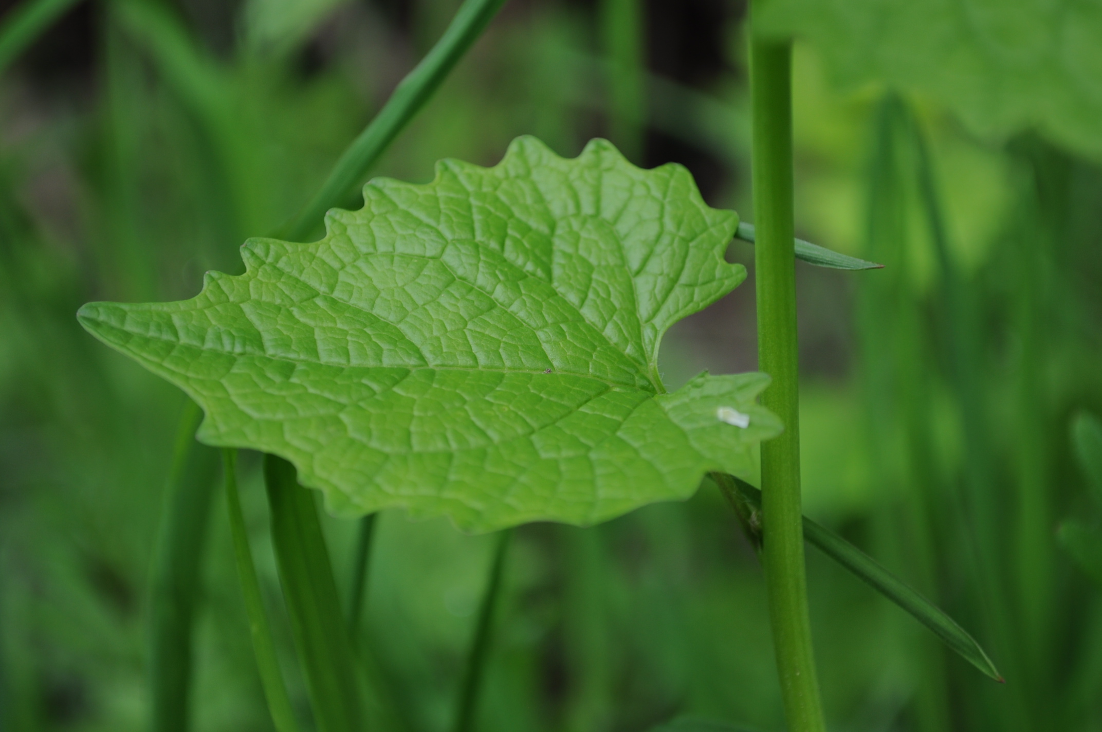 Annexe Feuille dentelée Alliaire.jpeg
