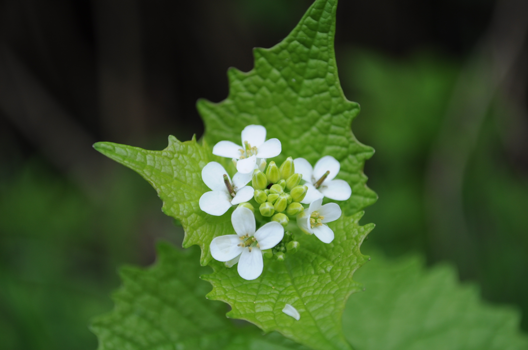 Annexe Inflorescence Alliaire.jpeg