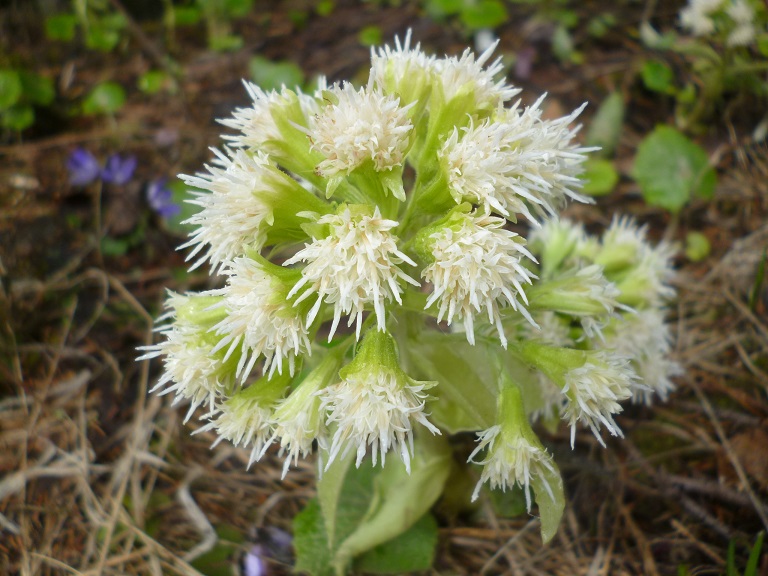 Annexe zoom sur fleur Petasites albus.JPG
