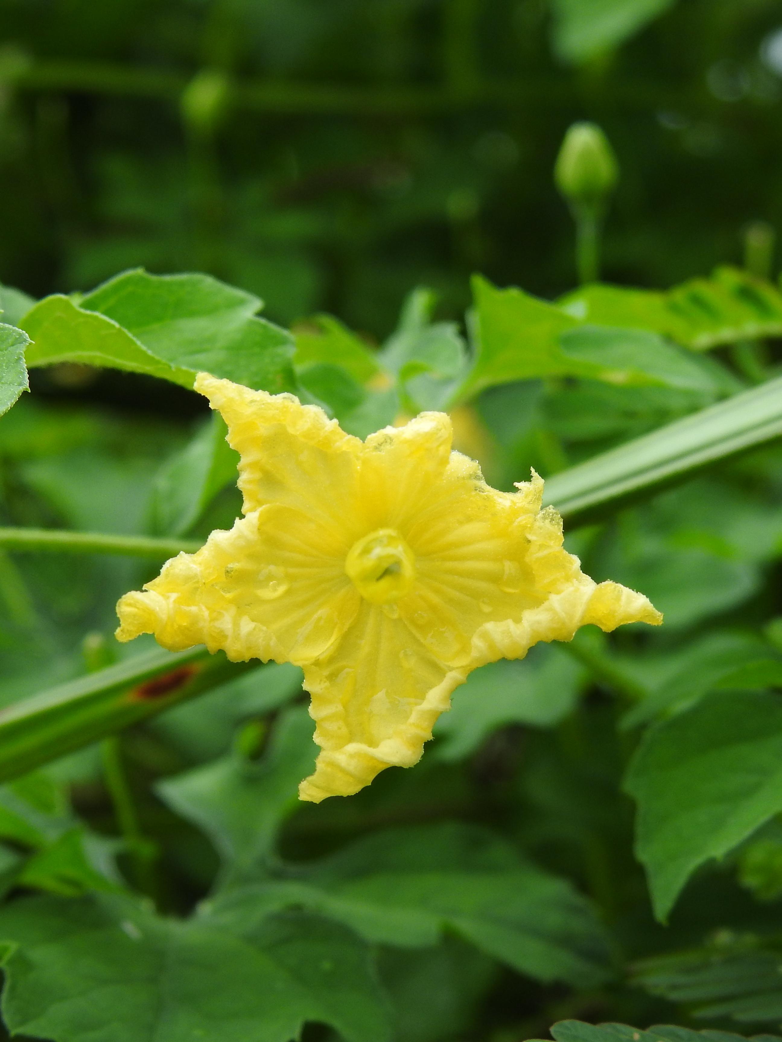 Annexe Mormodica-charantia-2.jpg