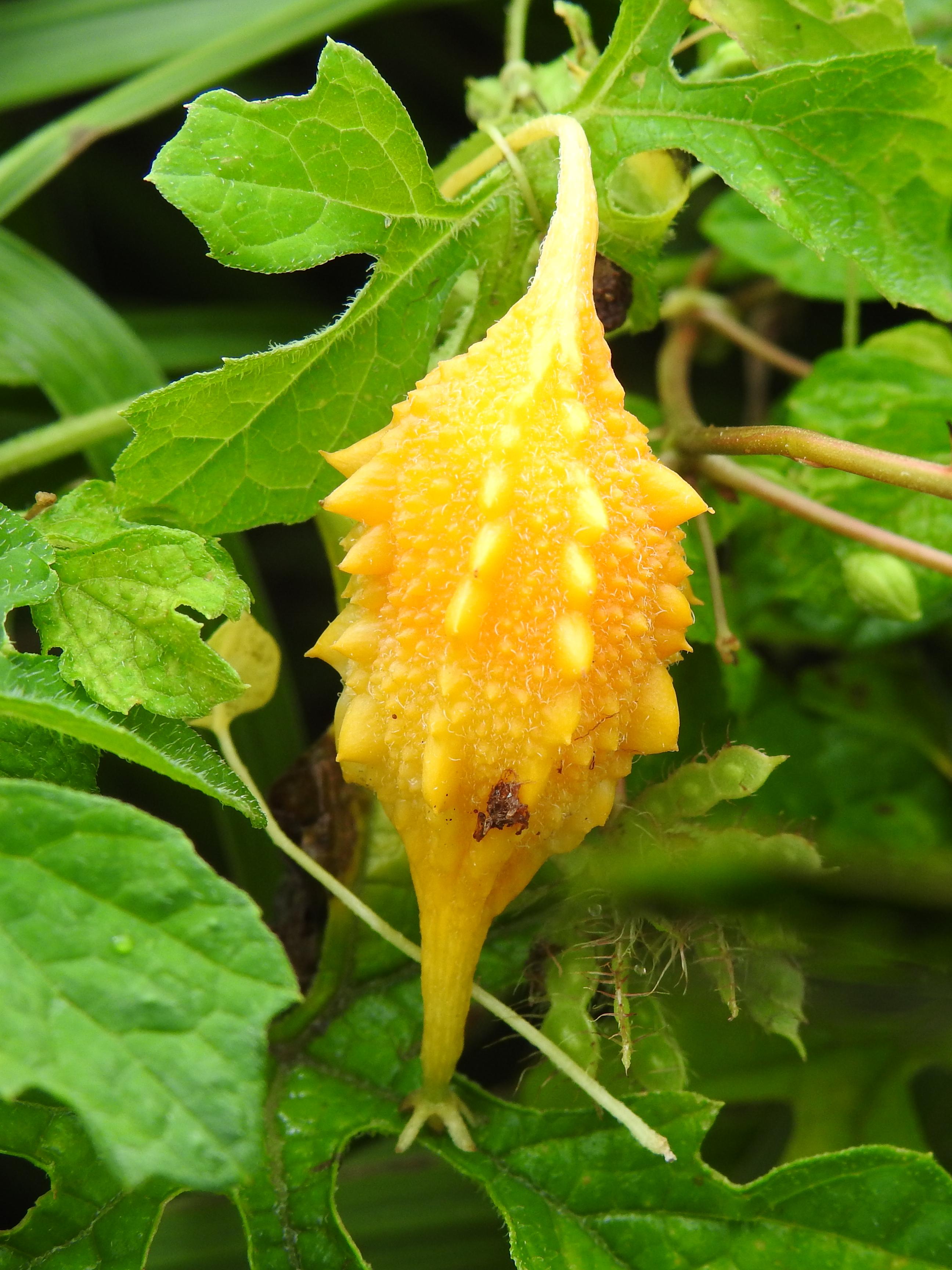 Annexe Mormodica-charantia-3.jpg