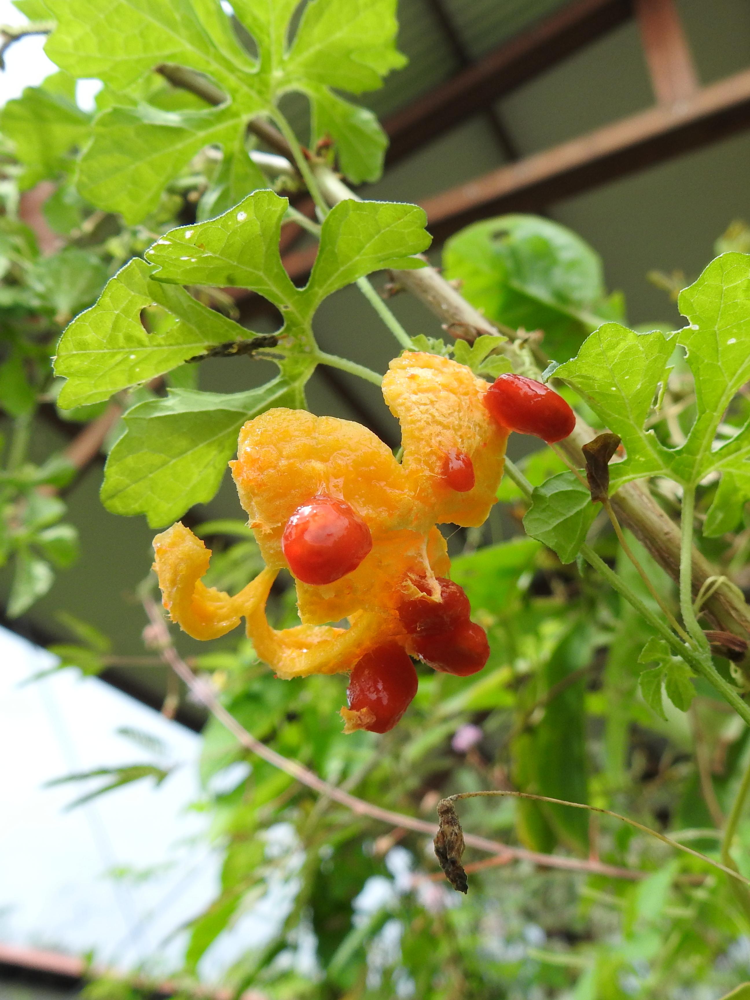 Annexe Mormodica-charantia-4.jpg