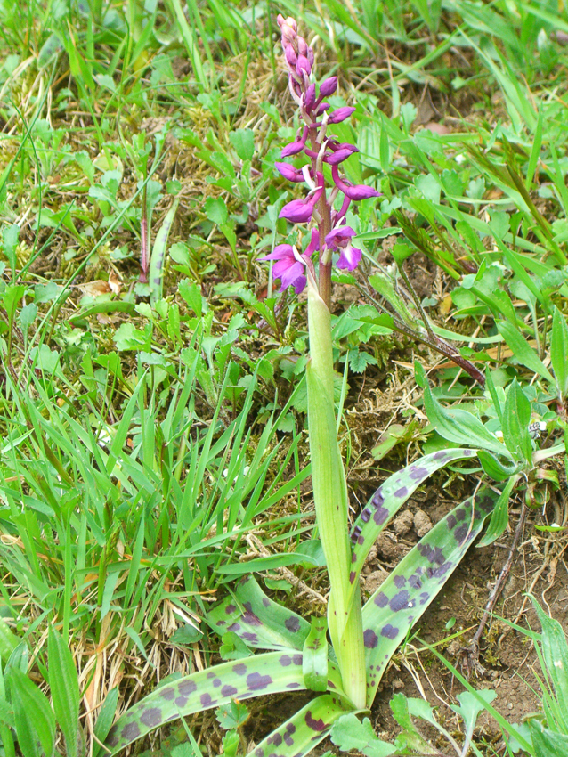 Annexe abbaye_hamby-4.jpg