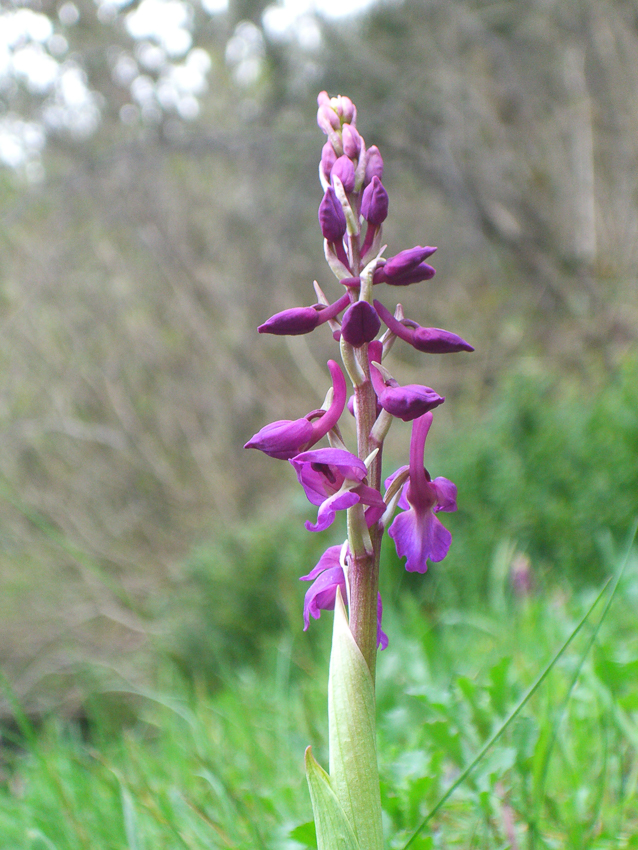 Annexe abbaye_hamby-5.jpg