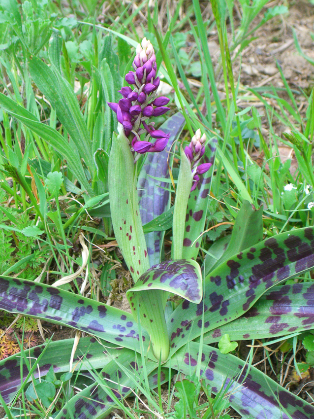 Annexe abbaye_hamby-6.jpg