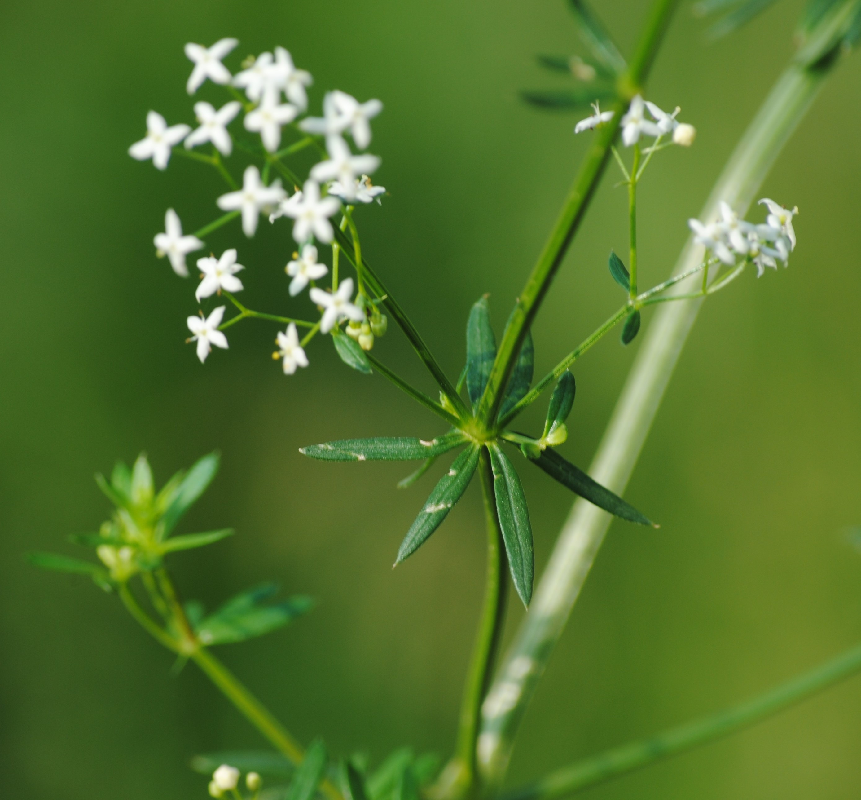 Annexe gailletmou1.jpg