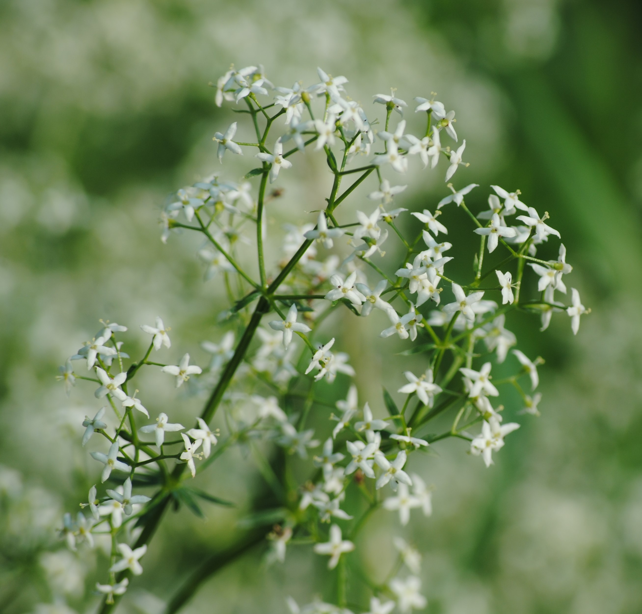 Annexe gailletmou2.jpg