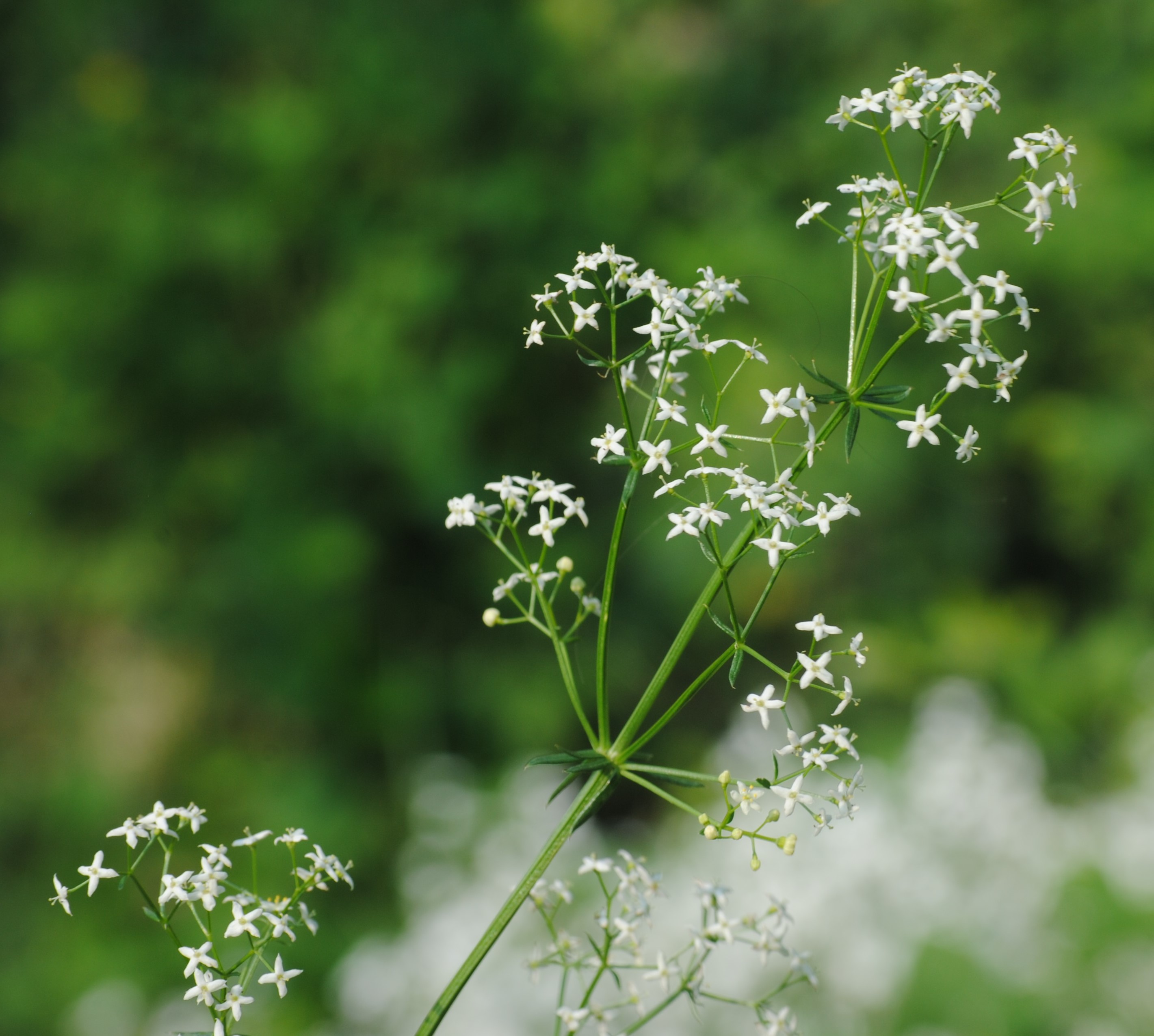 Annexe gailletmou3.jpg