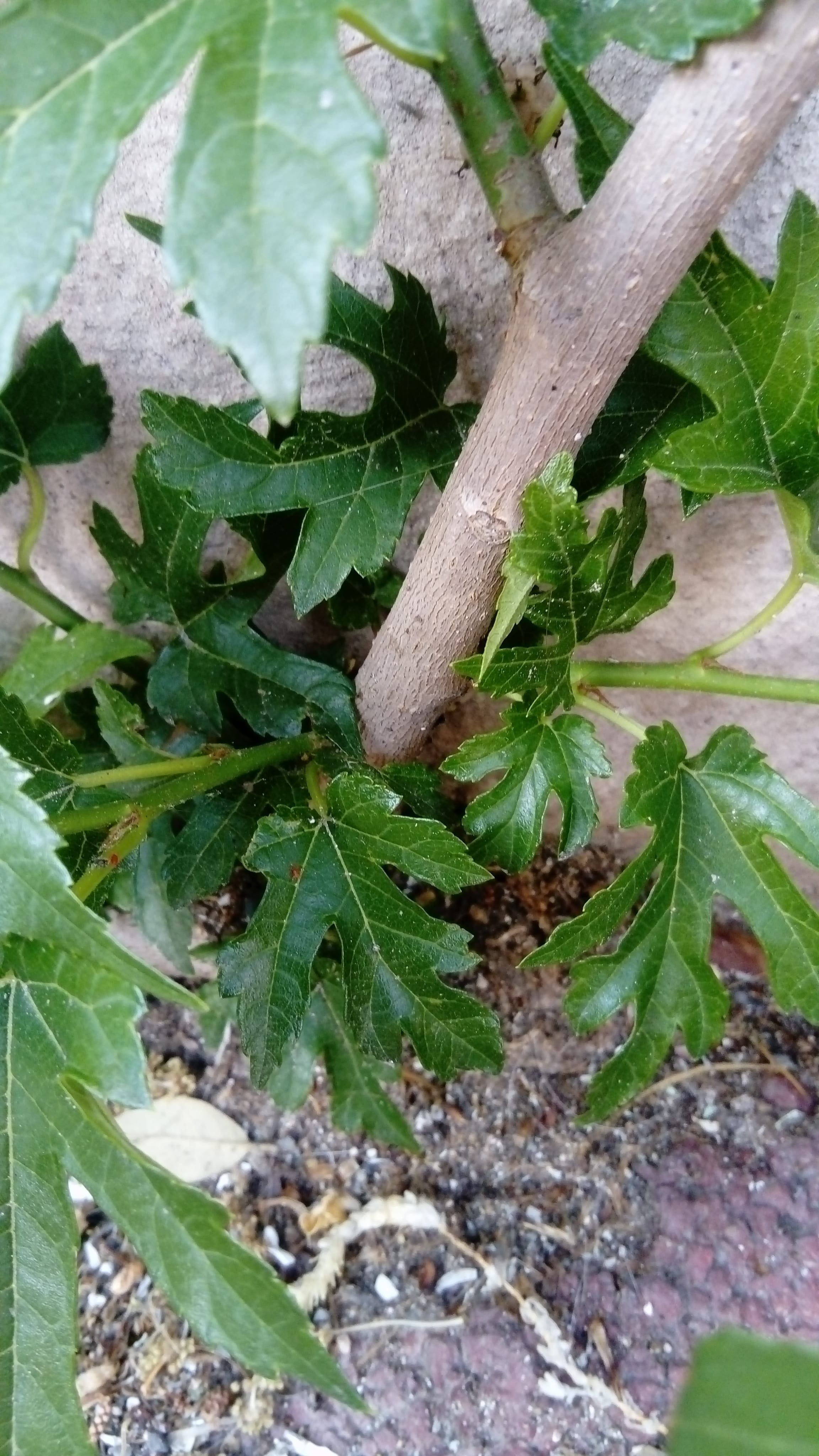 Annexe DSC_0181-min.jpg