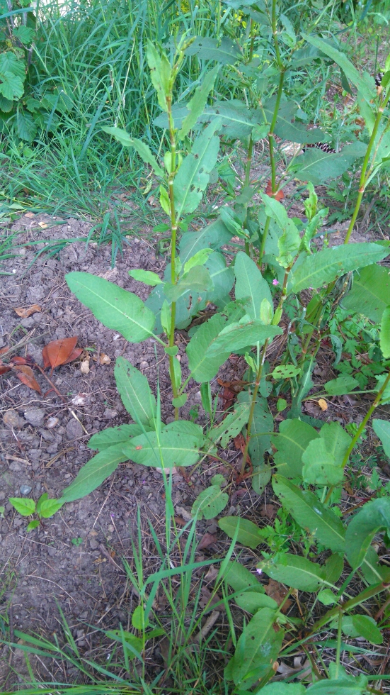 Annexe plante jardin 1.jpg