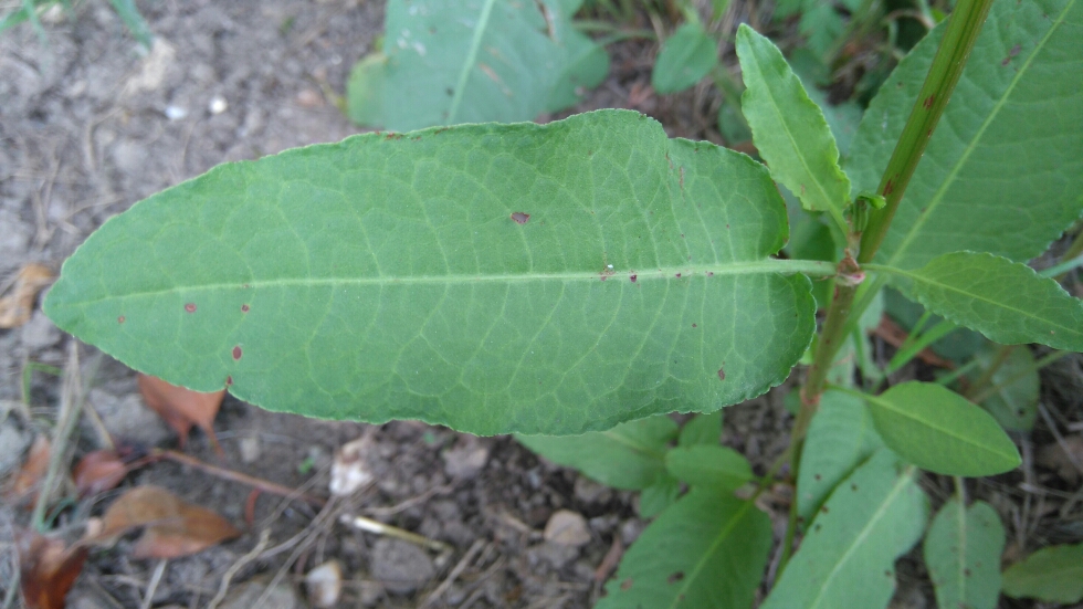 Annexe plante jardin feuille.jpg