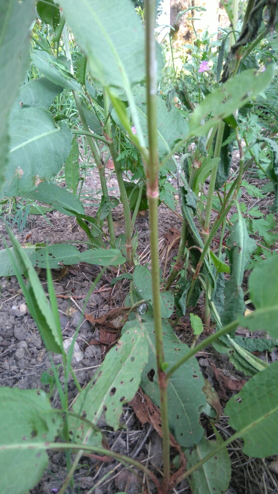 Annexe plante jardin tige.jpg