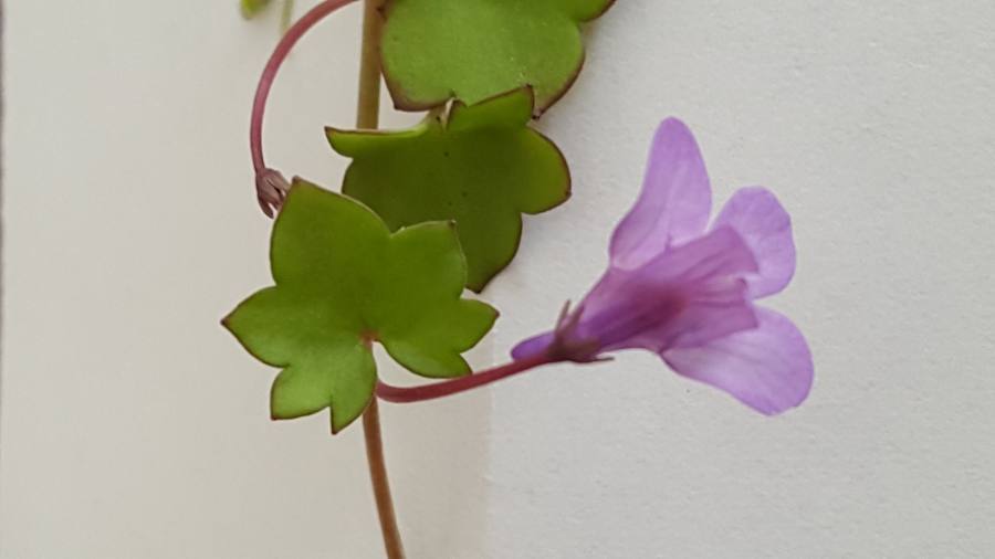 Annexe 20180418-173118.jpg