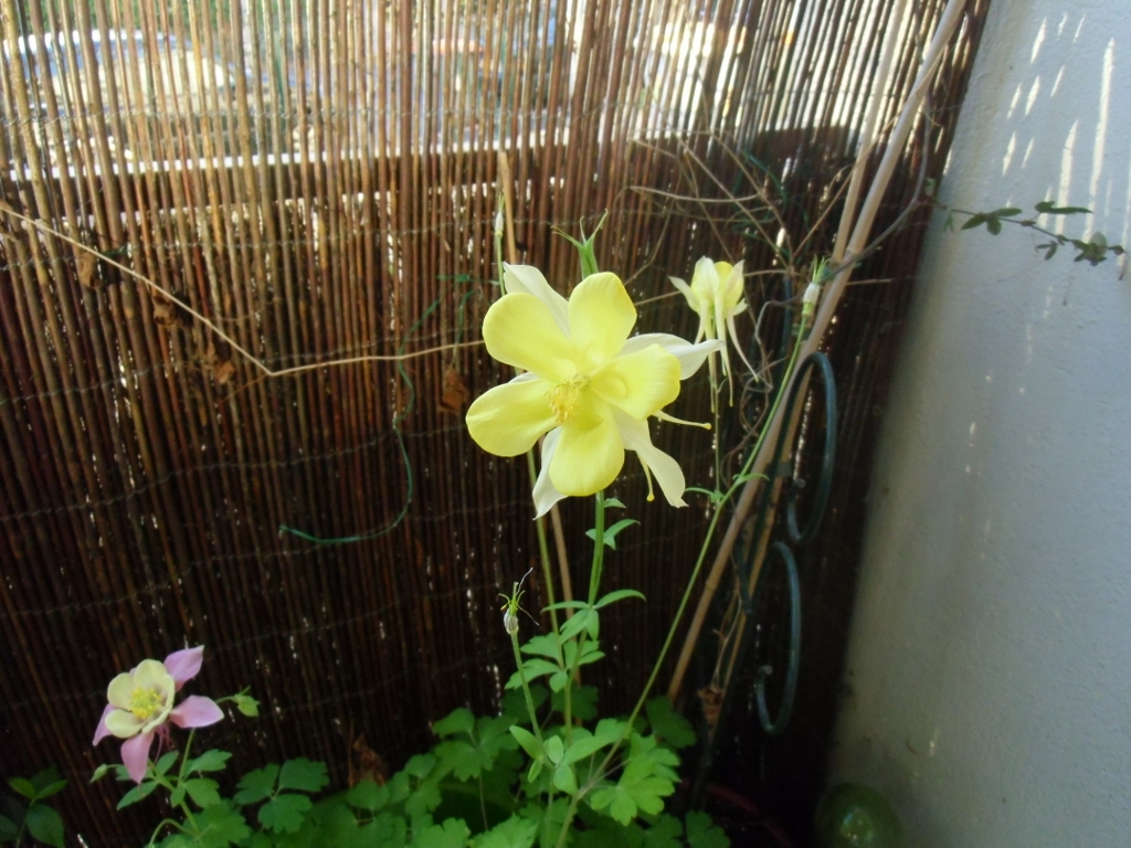 Annexe CIMG1874 (1024x768) (1024x768).jpg