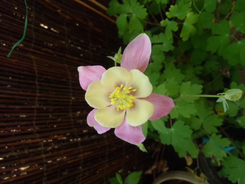 Annexe CIMG1875 (1024x768).jpg