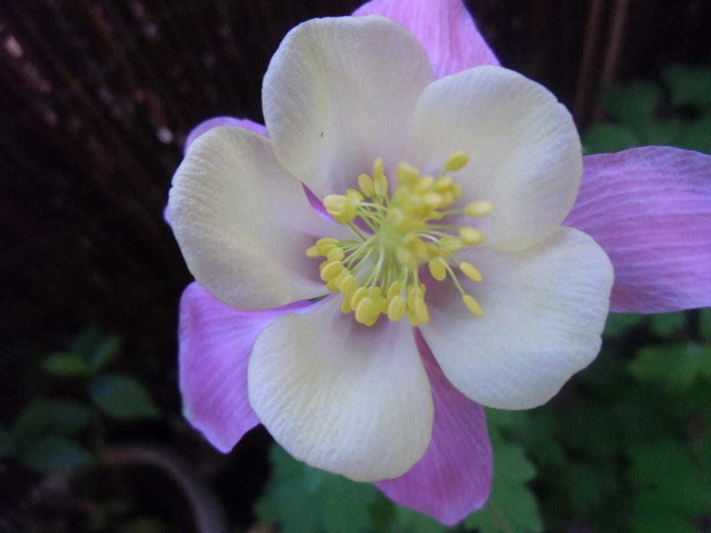 Annexe CIMG1878 (1024x768).jpg