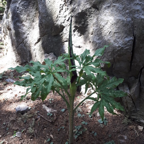 Annexe dracunculus 1.jpg