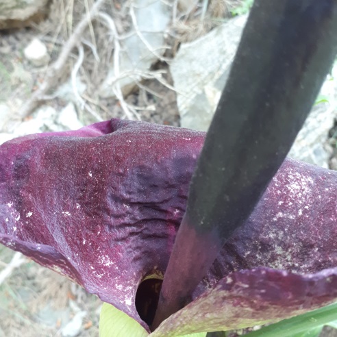 Annexe dracunculus 2.jpg