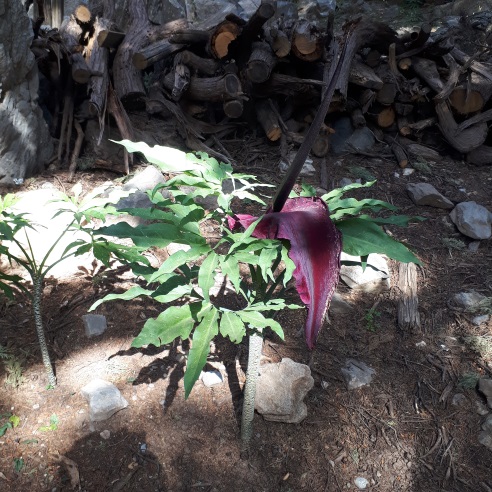 Annexe dracunculus 3.jpg