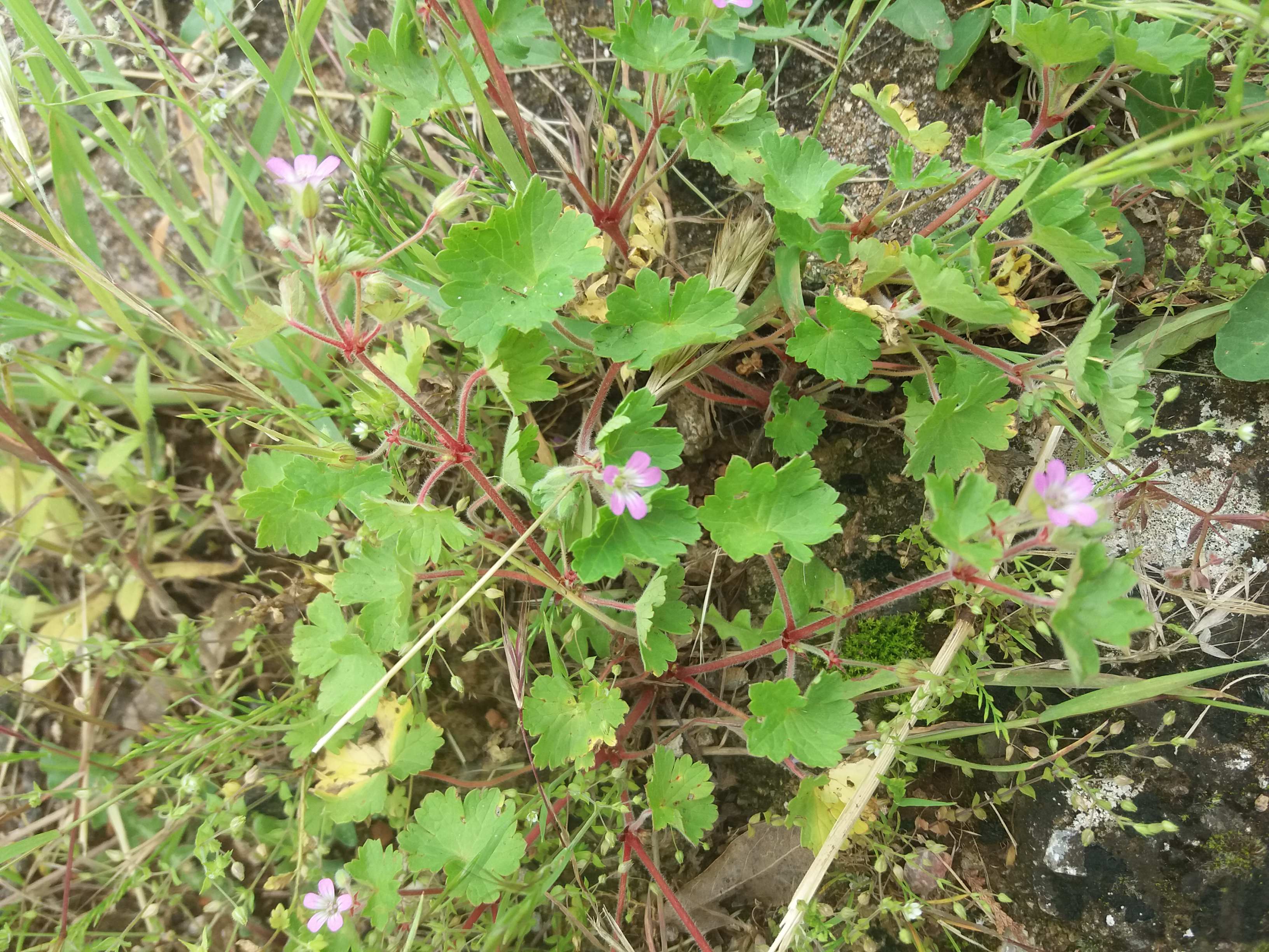 Annexe 20180521_110310-ConvertImage.jpg