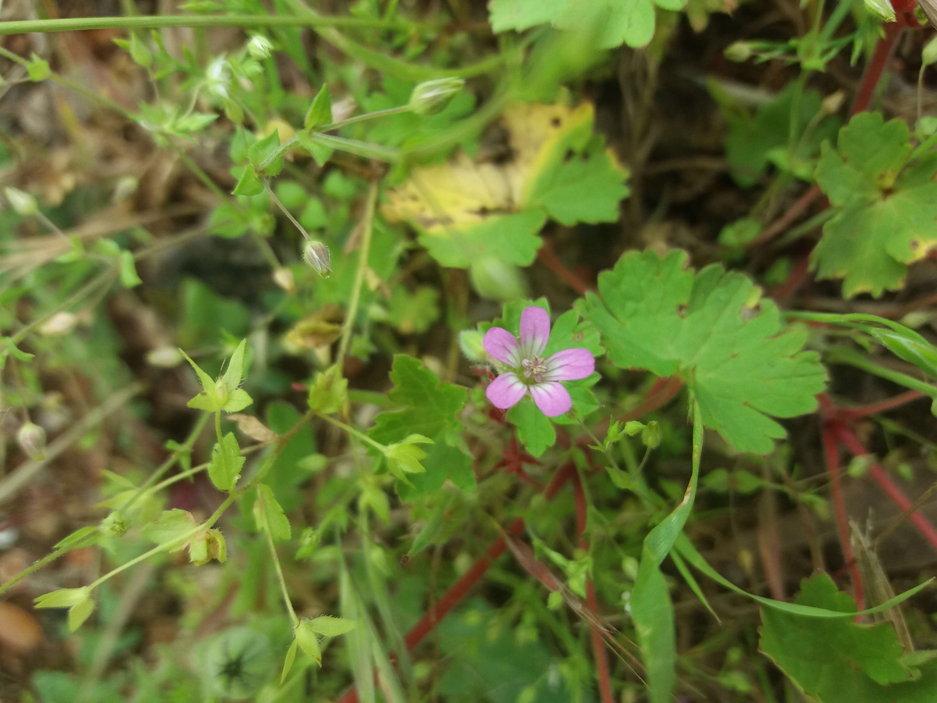 Annexe 20180521_110319-ConvertImage.jpg