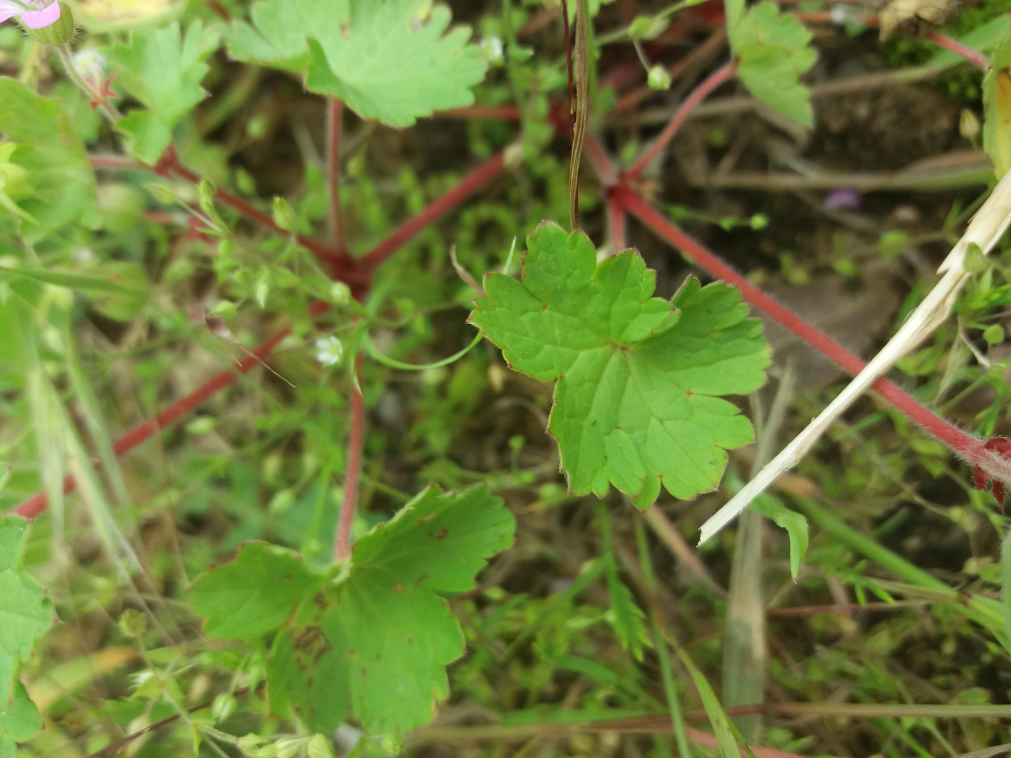 Annexe 20180521_110340-ConvertImage.jpg