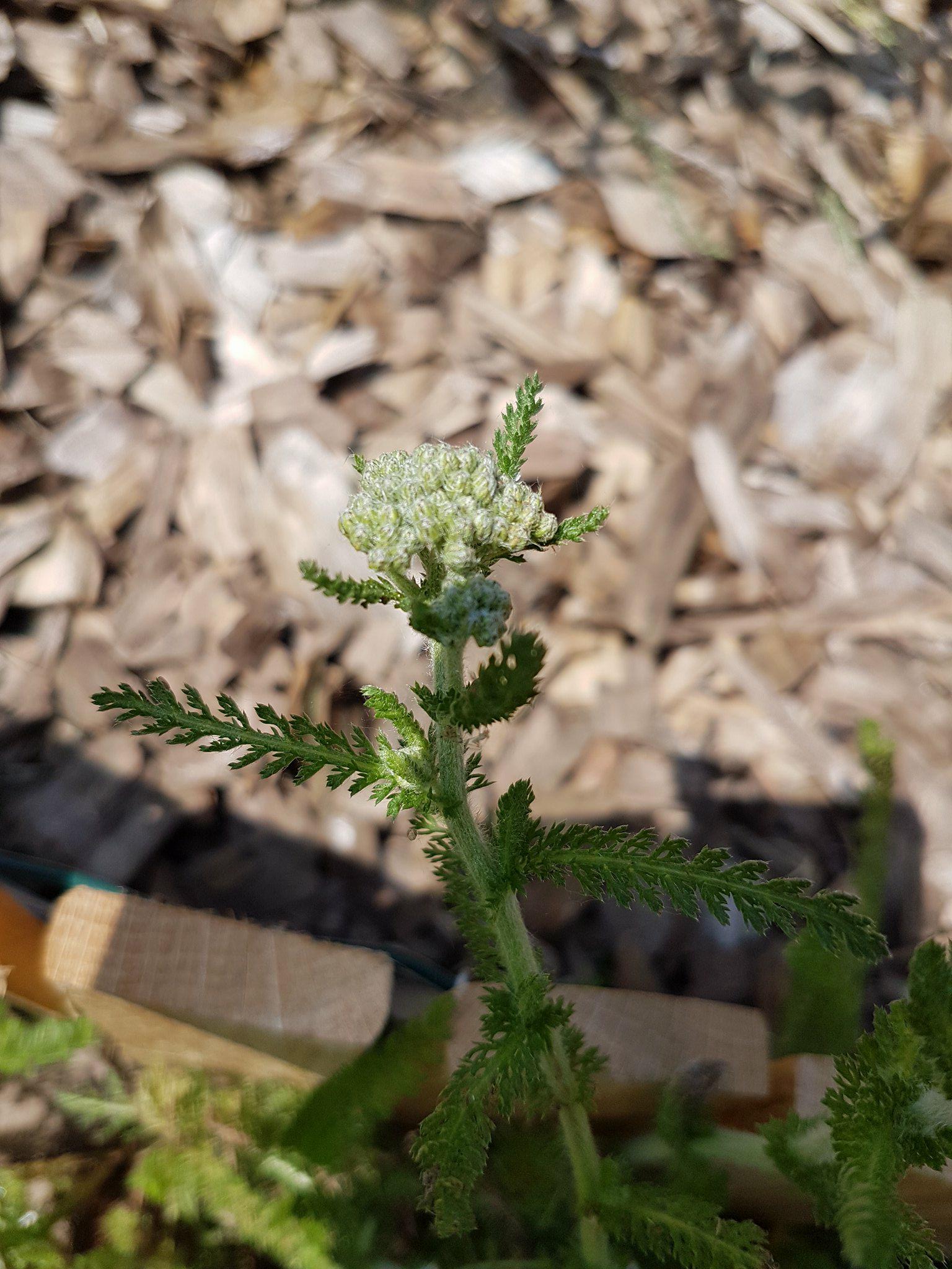 Annexe 32960559_1933400990012091_9170226463721390080_n.jpg