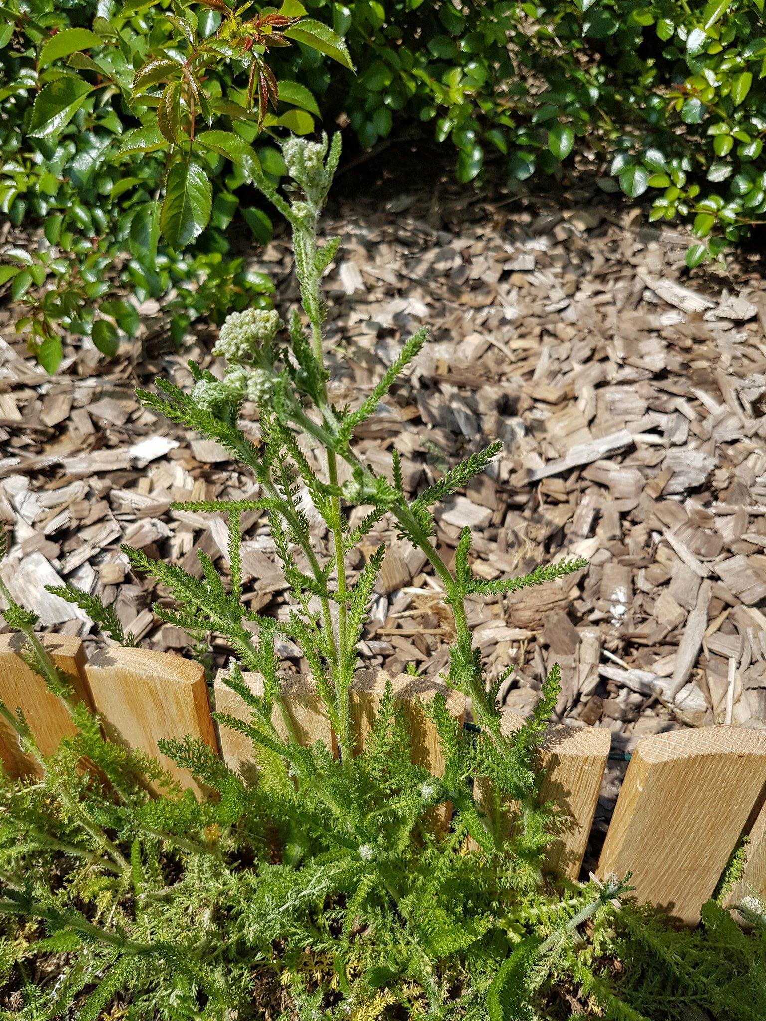 Annexe 33086899_1933401063345417_7090257472526483456_n.jpg