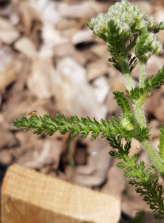 Annexe 33139977_1933400240012166_256232685112918016_n.jpg