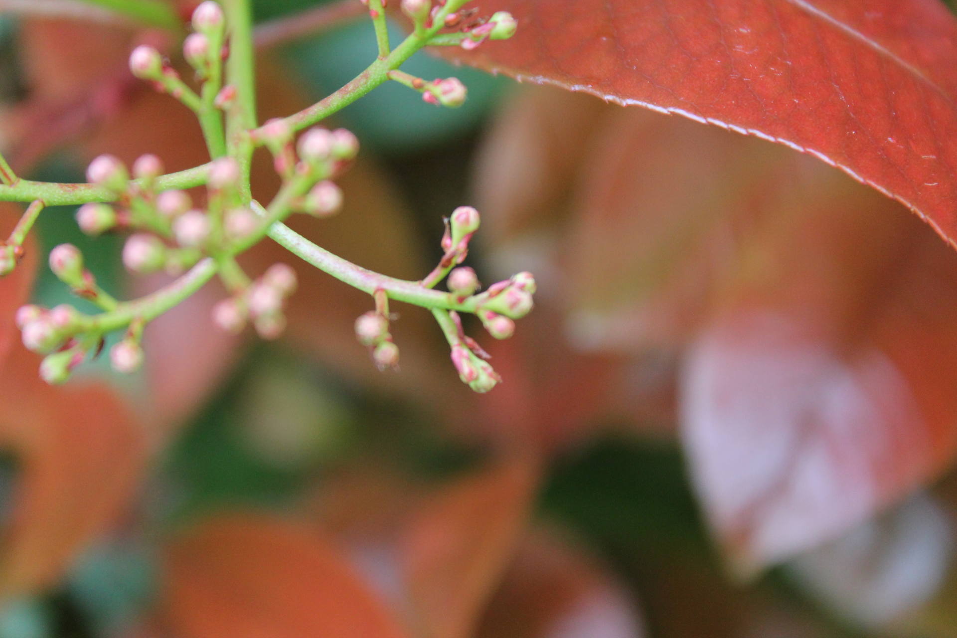 Un bourgeon de l'infloresence vu de près.