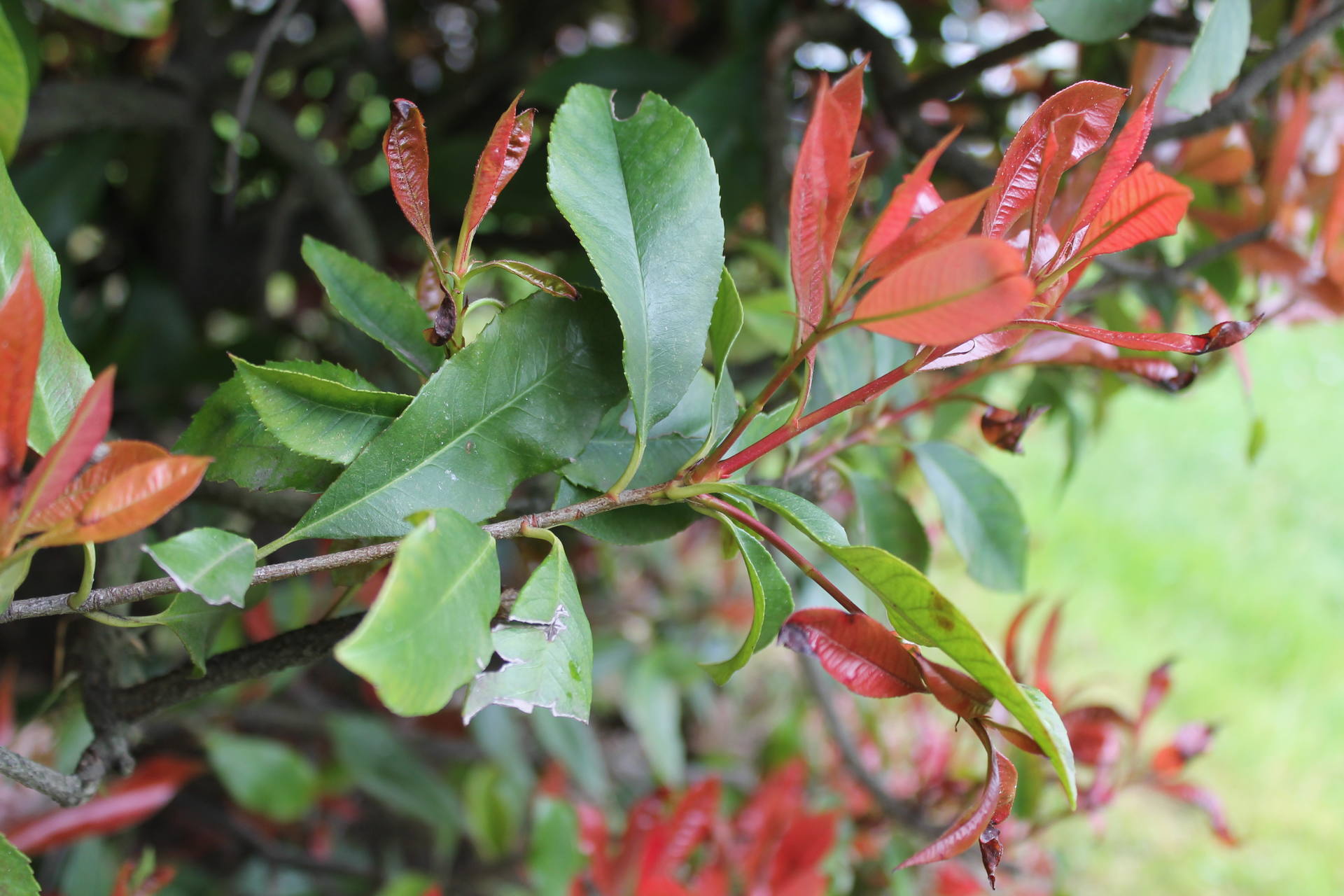 Les feuilles sont sur des petites branches. Elles sont vertes à la base des branches et deviennent rouges à l'extrémité.