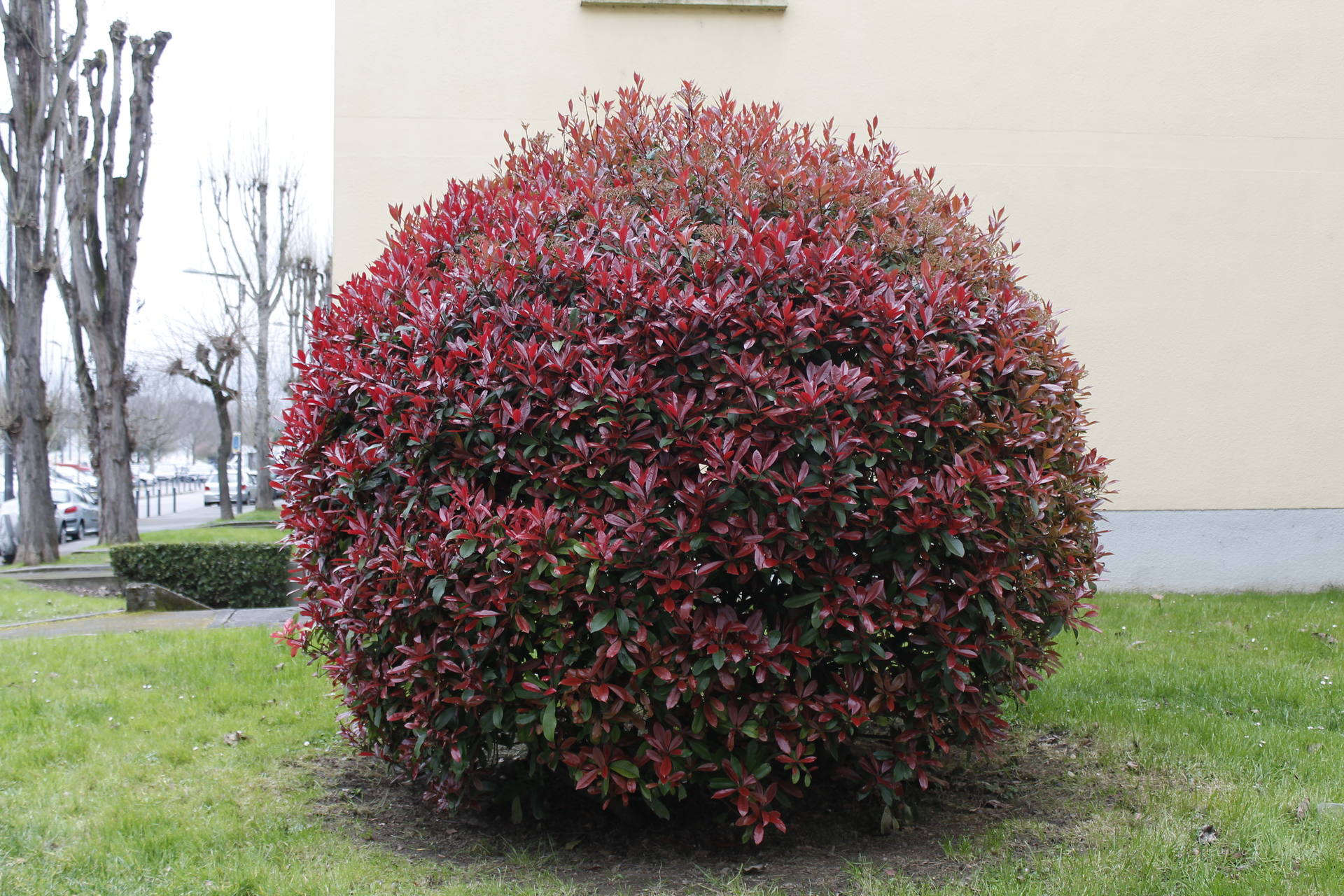 Buisson taillé en sphère aux feuilles rouges et vertes, avec des infloresences auxx tiges vert clair et fleurs roses et blanches en forme de bouton