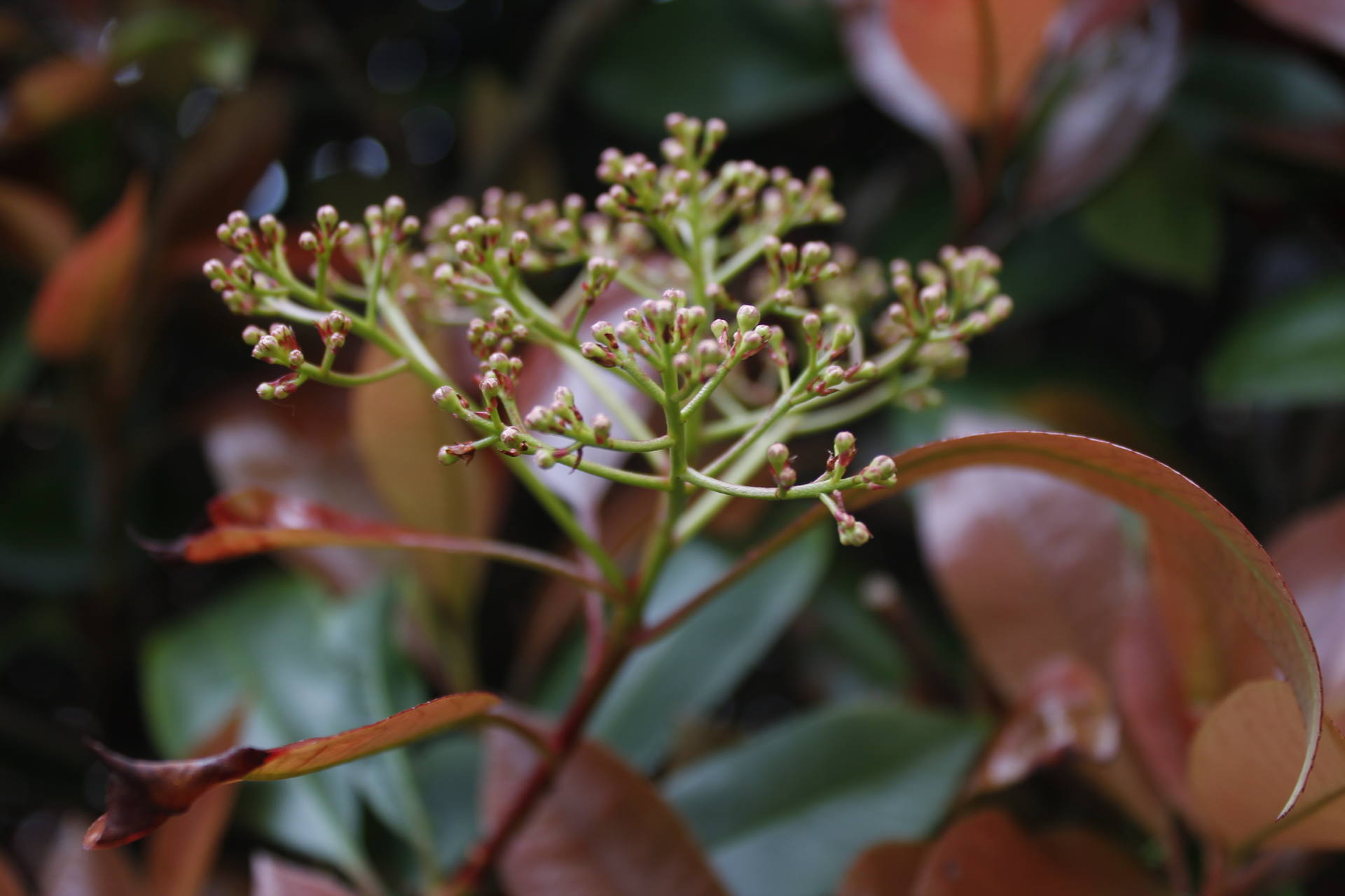 Les inflorescenes sont vert clair, et se terminent en petites fleurs en forme de bourgeon rose et blanc. La paroi est dure et elles n'ont pas d'odeur.