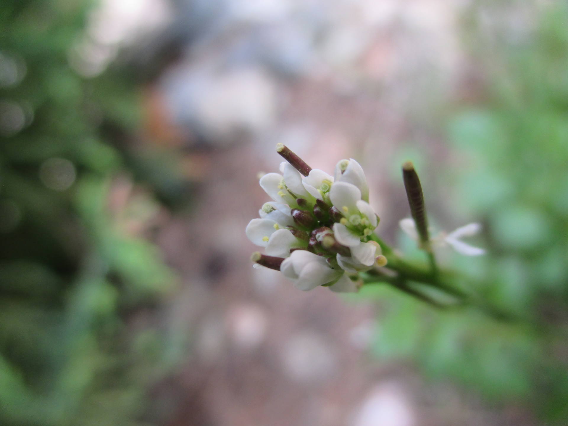 Fleur de Cardamine hérissée