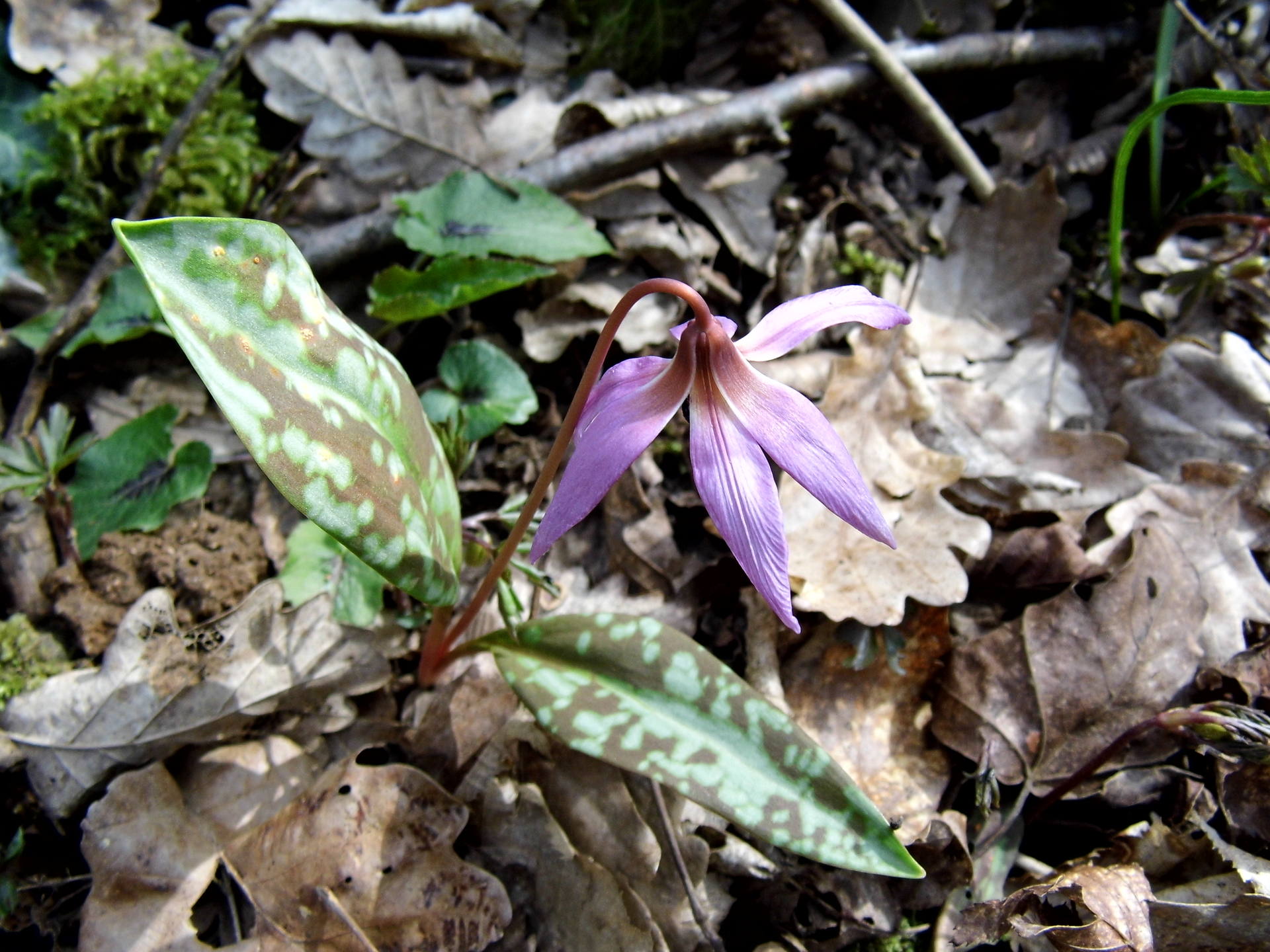 Erythronium dens-canis ensemble