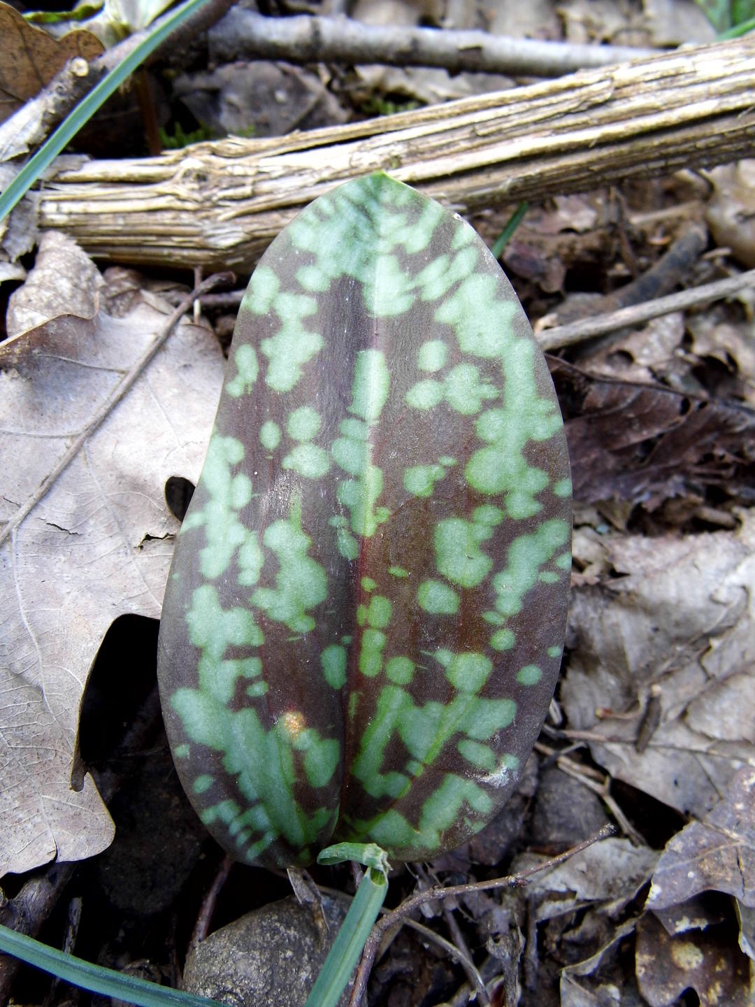 Erythronium dens-canis feuilles