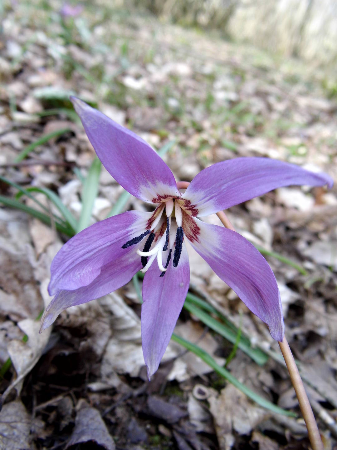 Erythronium dens-canis fleur