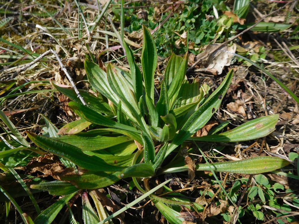 plantain lancéolé