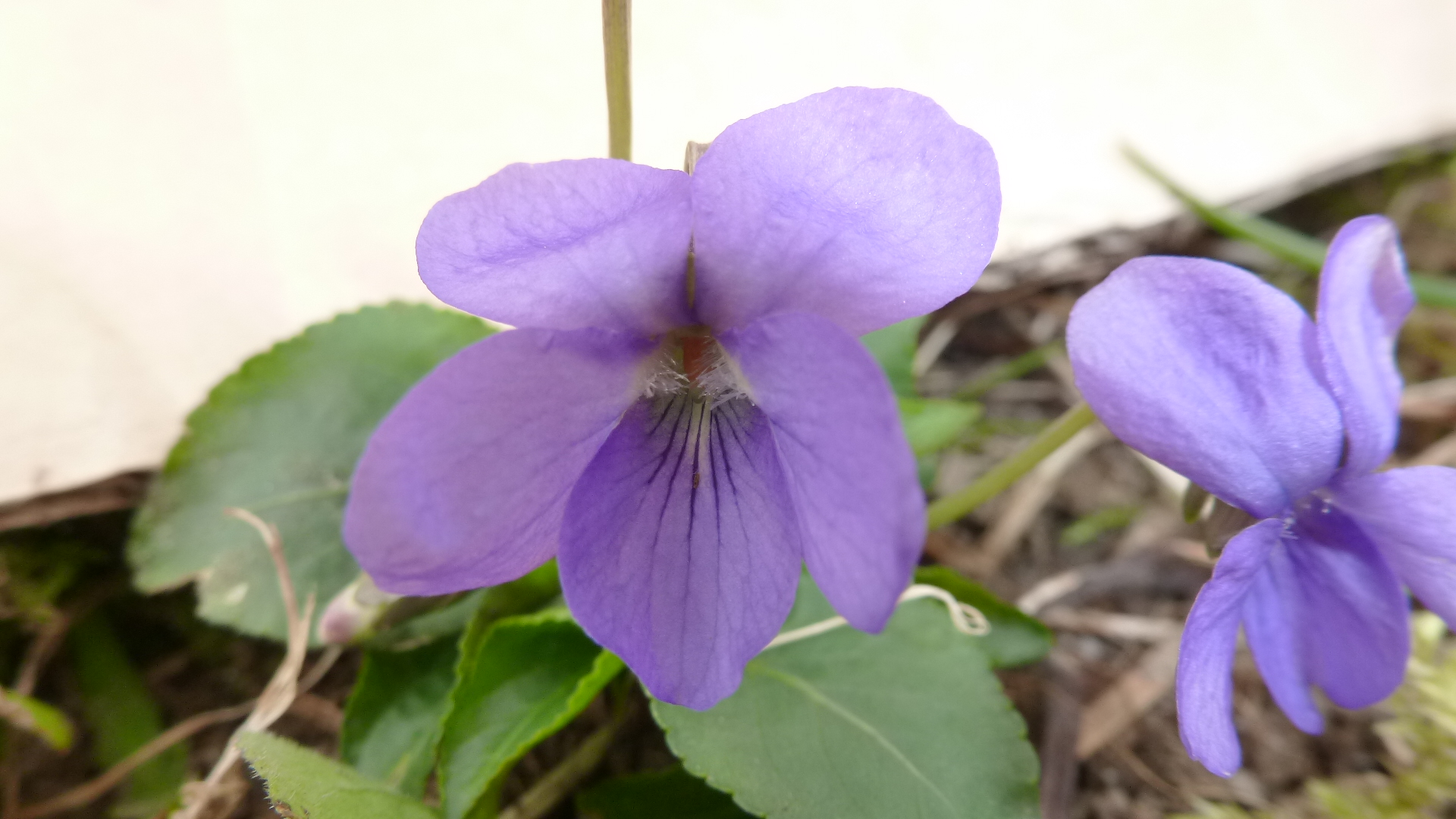 Violette rosette