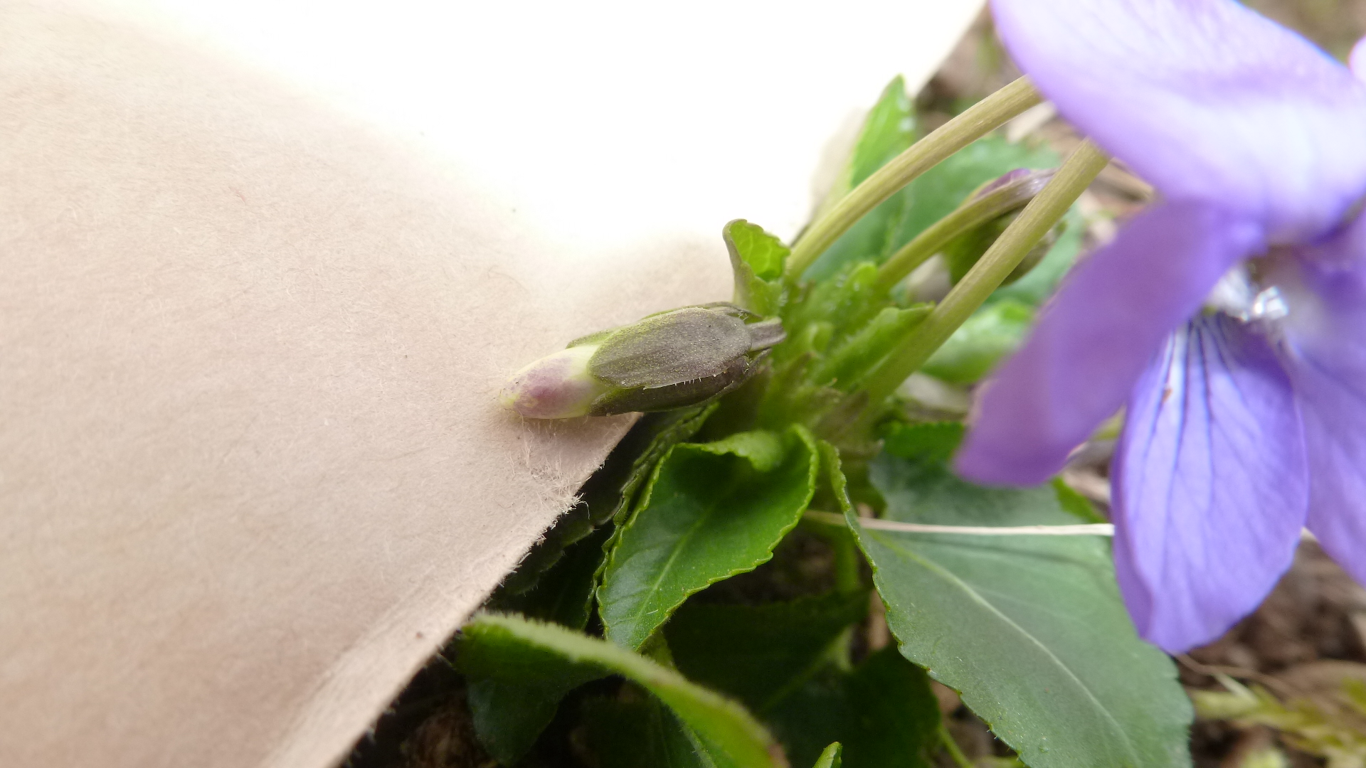 Violette, bouton floral