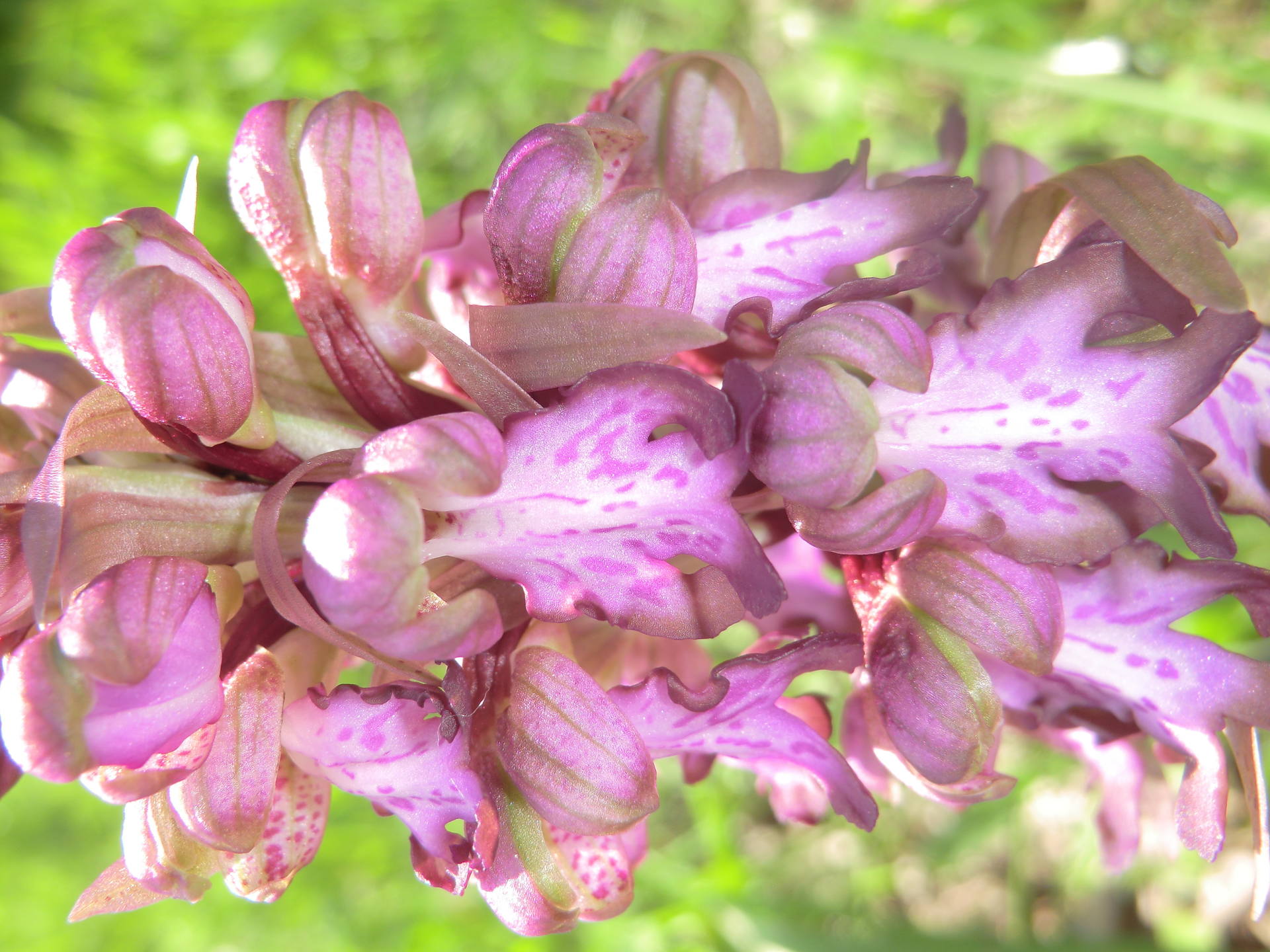 orchidée - Auriol - Bouches-du-Rhône
