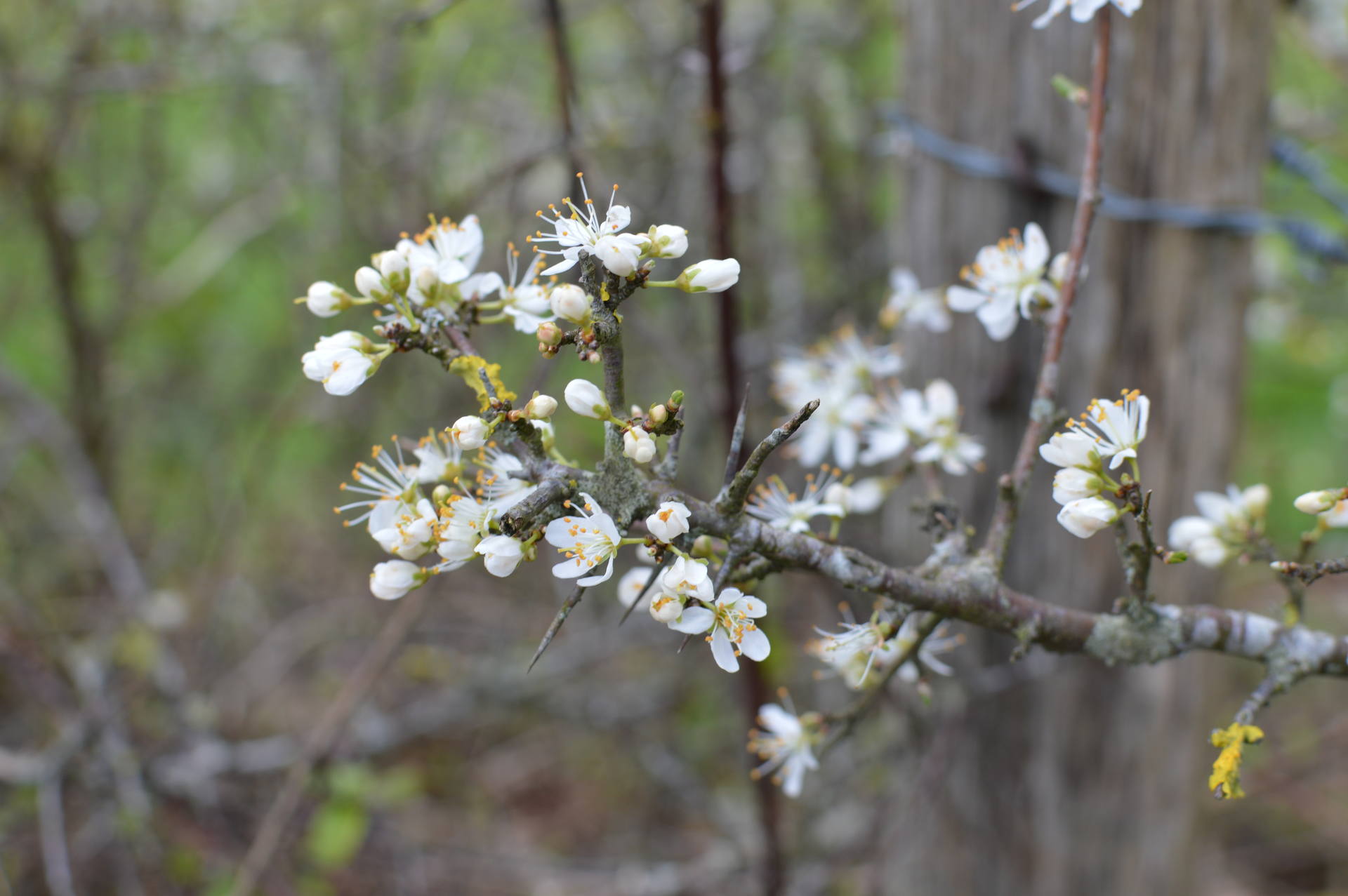 Branche d'un arbuste_ Famille Rosacée