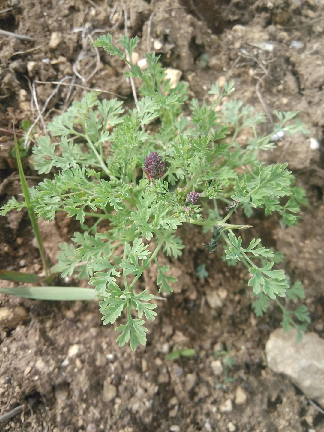 Fumeterre vue d'ensemble