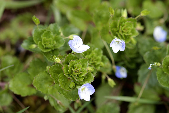 Fleur de veronica