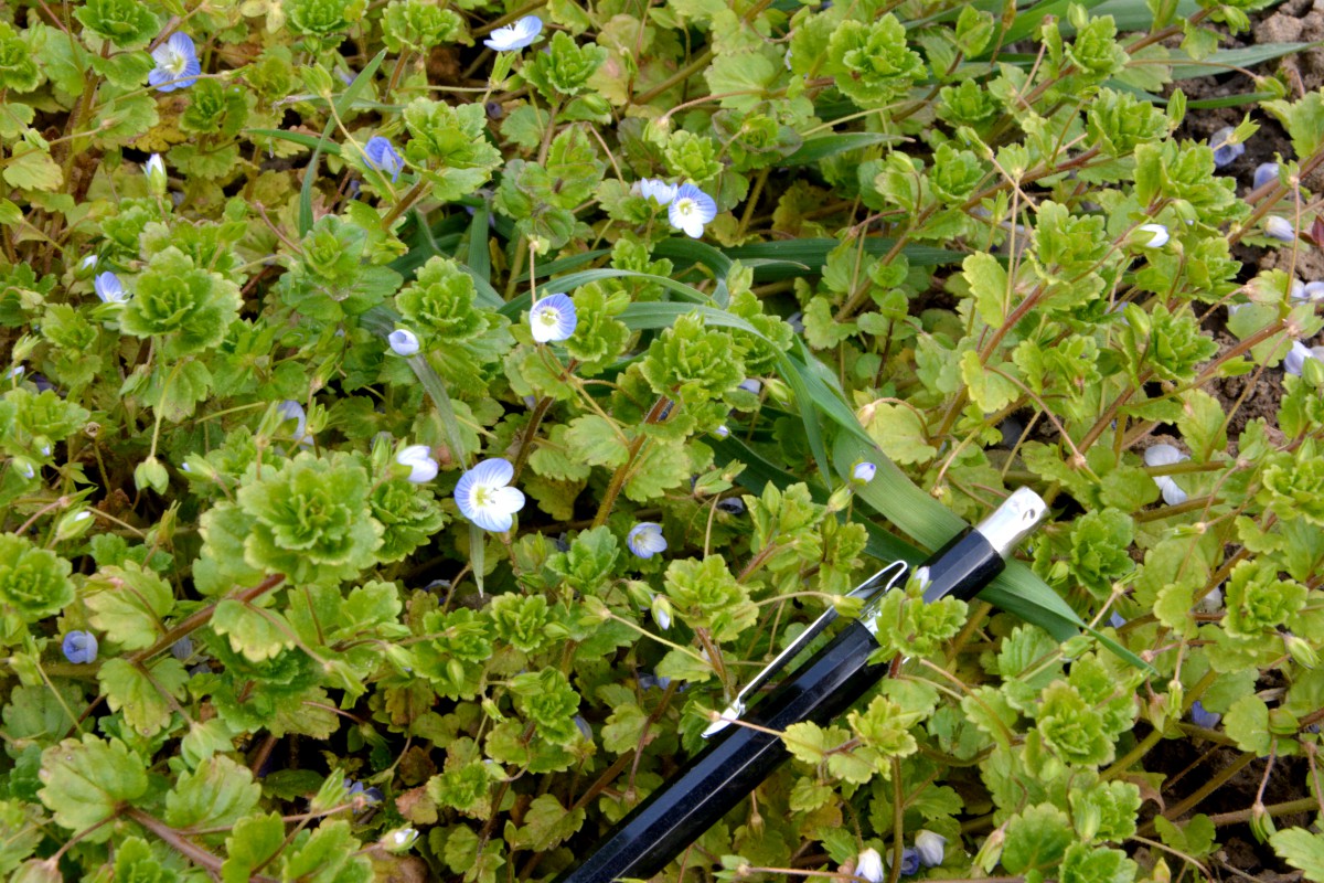 Veronica persica